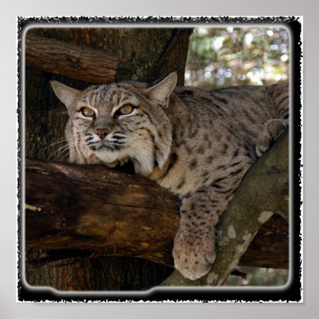 Poster Bobcat_11x11 (Frente)