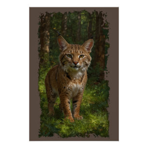 Pôster Bobcat Forest Wildlife