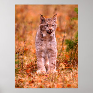 Poster Bobcat Hunting Florestas do outono