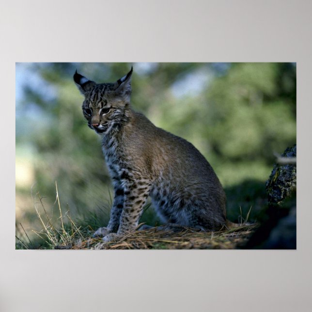 Pôster Bobcat-kitten (Frente)