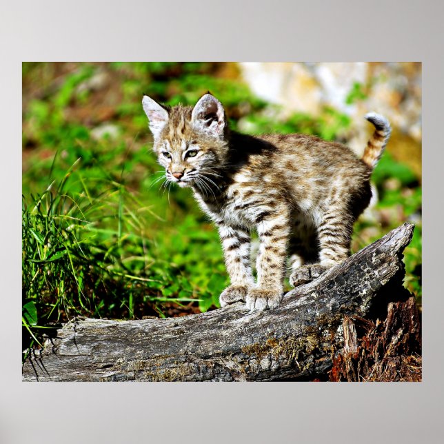 Poster Bobcat Kitten (Frente)