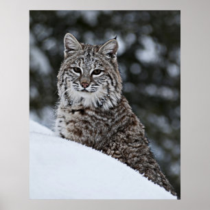 Poster Bobcat na neve