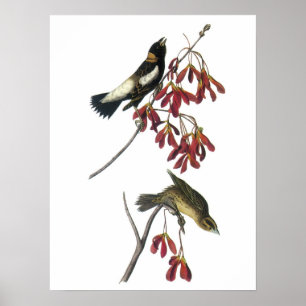 Poster Bobolink por Audubon