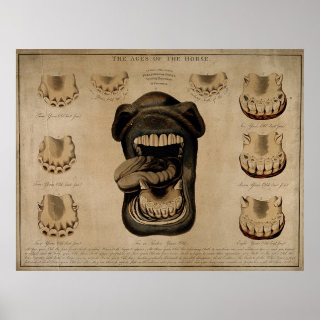 Poster Boca-Boca-Cavalo Envelhecimento Dente-Boca-Boca Ve (Frente)