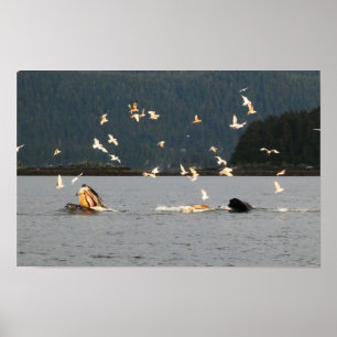 Poster boca grande jubarte