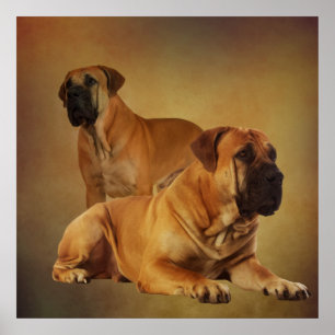 Poster Boerboel - Mastiff Sul-Africano