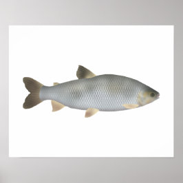 Poster Boga