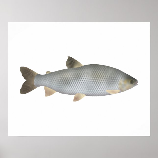 Poster Boga (Frente)