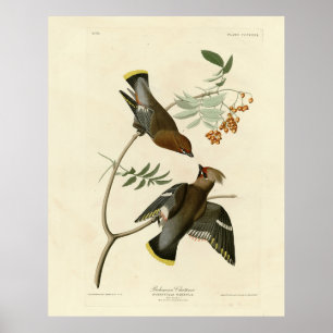 Poster Bohemian Chatterer (Waxwing) Audubon Birds América