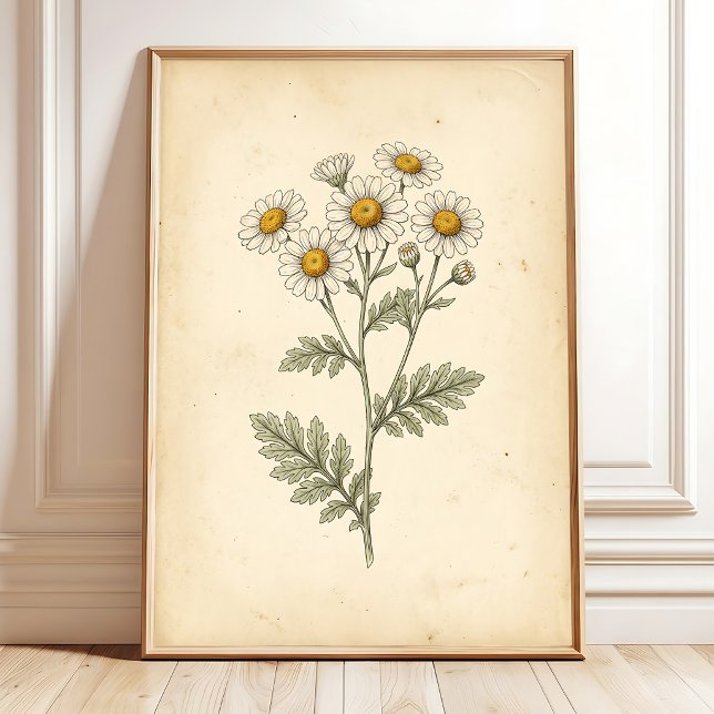 Poster Boho Botânico Tanaceto Febril Vintage (Criador carregado)