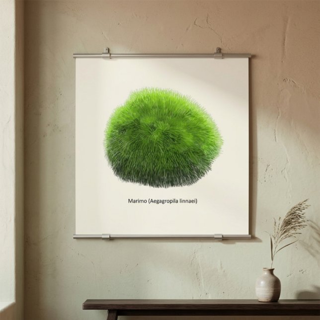 Poster Bola de Musgo Marimo Desenhada à Mão (Criador carregado)