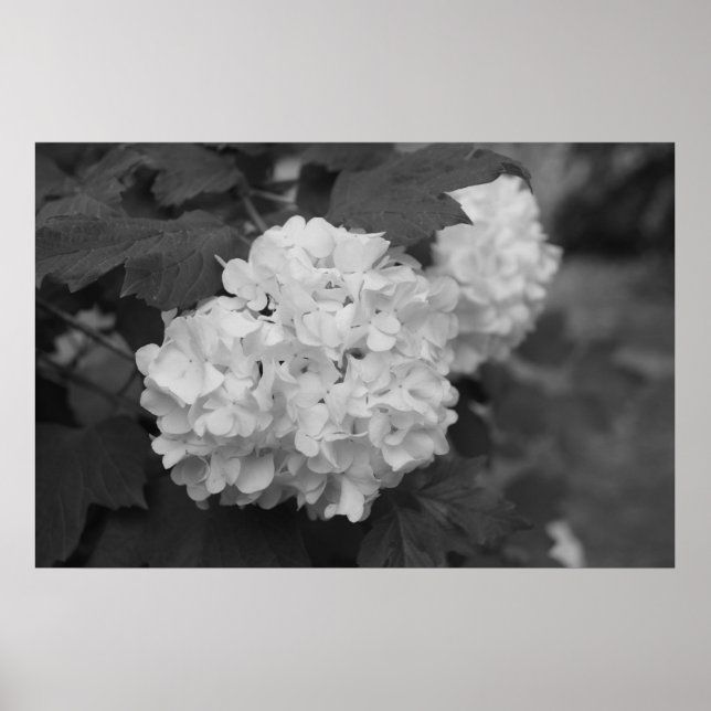 Pôster Bola de neve em Primavera (Frente)