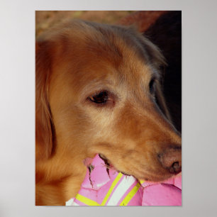 Pôster Bola de Vamos