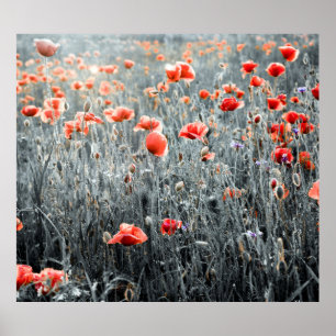 Poster Bolachas de flores silvestres