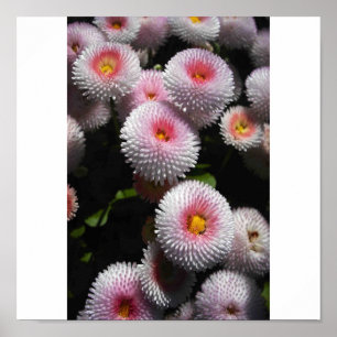 Poster bolas do rosa