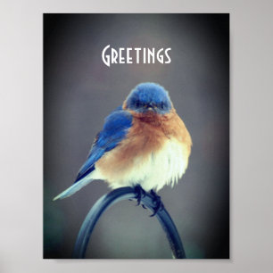 Poster Bold Bluebird