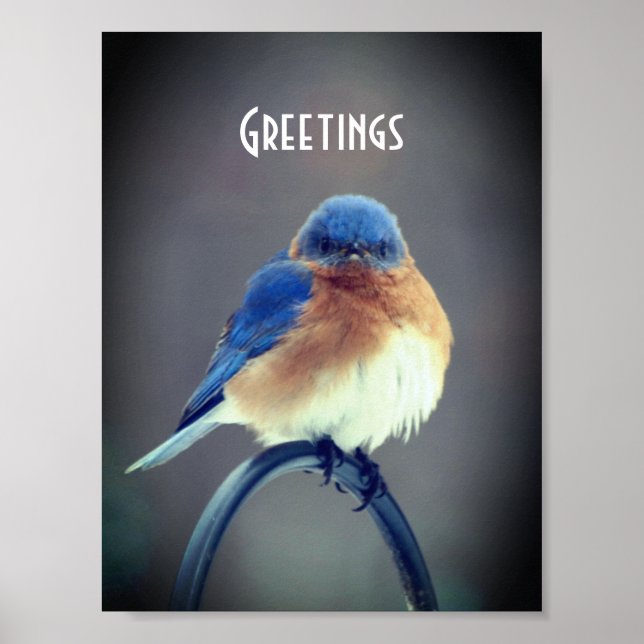 Poster Bold Bluebird (Frente)