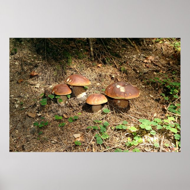 Poster boletus (Frente)