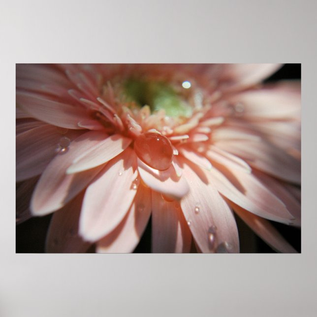 Pôster Bolhas Rosa (Frente)