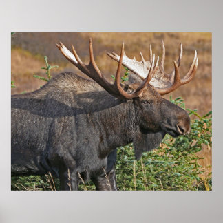 Pôster Bom Bull Moose