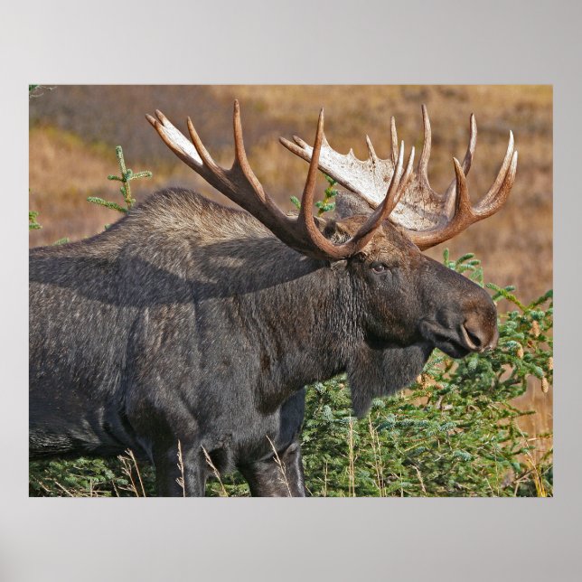 Pôster Bom Bull Moose (Frente)