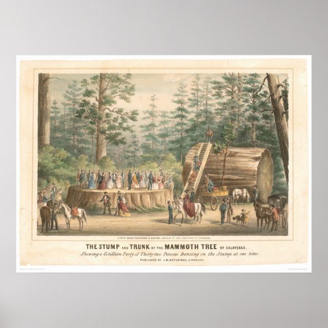 Pôster Bomba da árvore de Mammoth de Calaveras (0977A) (Frente)