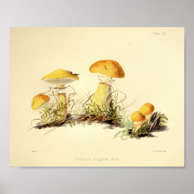 Poster Boné de Arte Amarelo Vintage 1855 Mushroom (Frente)