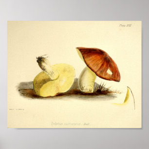 Poster Boné de Arte do Vintage 1855 Mushrooms Brown