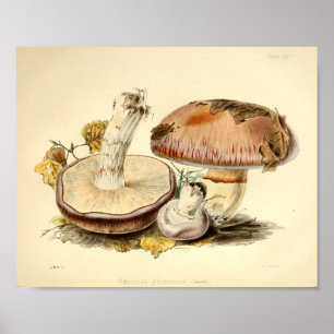 Pôster Boné de Arte do Vintage 1855 Mushrooms Brown