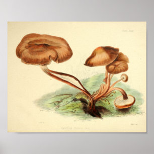 Poster Boné de Arte do Vintage 1855 Mushrooms Brown
