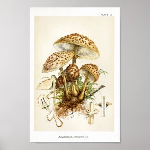 Poster Boné de Arte do Vintage 1895 Mushrooms Brown