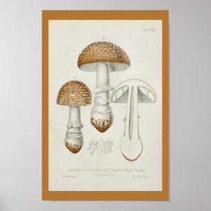 Pôster Boné de Arte do Vintage 1899 Mushrooms Brown
