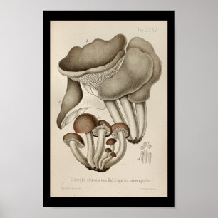 Pôster Boné de Arte do Vintage 1899 Mushrooms Brown