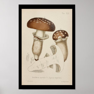 Poster Boné de Arte do Vintage 1899 Mushrooms Brown