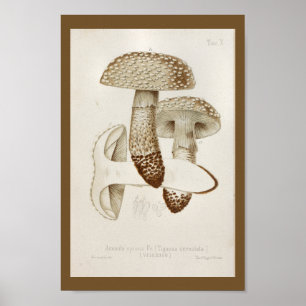 Poster Boné de Arte do Vintage 1899 Mushrooms Brown
