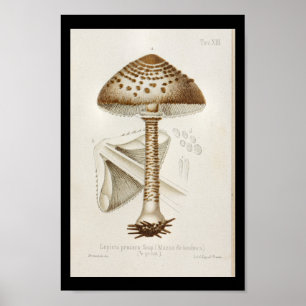 Pôster Boné de Arte do Vintage 1899 Mushrooms Brown