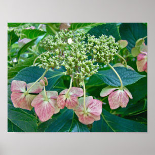 Pôster Boné de rendas cor-de-rosa Hydrangea Blossomas - P