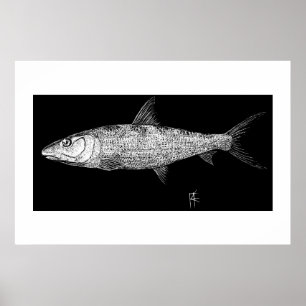 Pôster Bonefish Scratch art