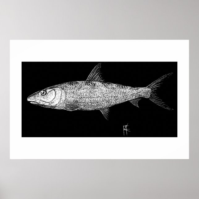 Pôster Bonefish Scratch art (Frente)
