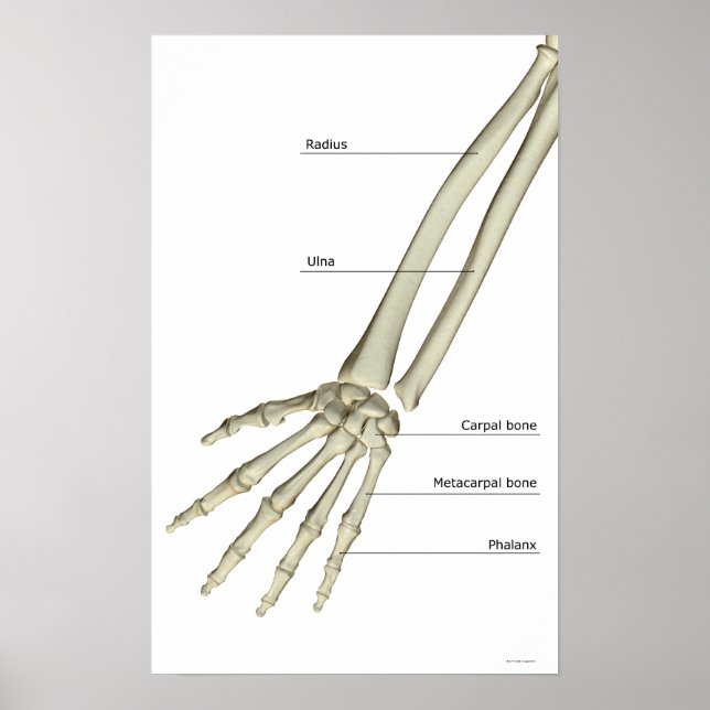 Poster Bones of the Forearm (Frente)