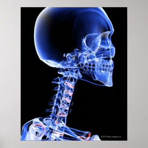 Pôster Bones of the Head and Neck