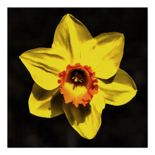 Pôster Bonita Flor De Primavera Daffodil Amarelo Na Cinza
