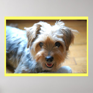 Poster Bonita risada yorkie cachorrinho yorkshire terrier