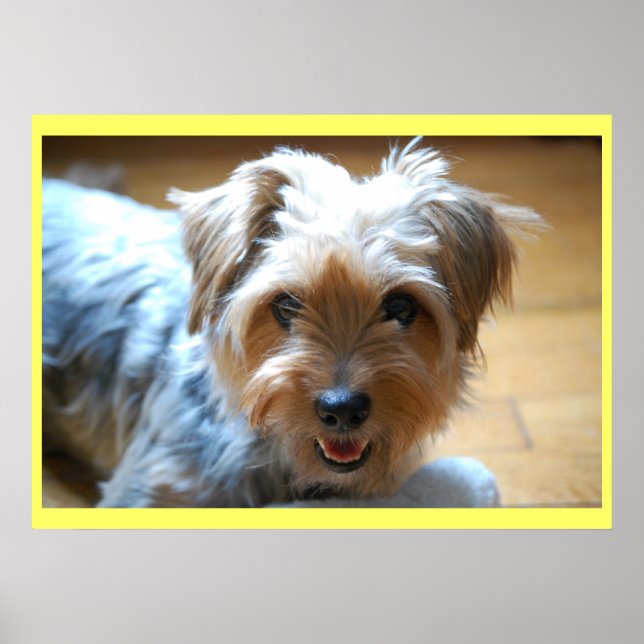 Poster Bonita risada yorkie cachorrinho yorkshire terrier (Frente)