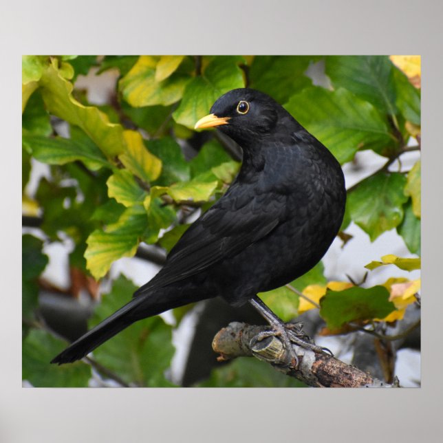 Poster Bonitão (Frente)