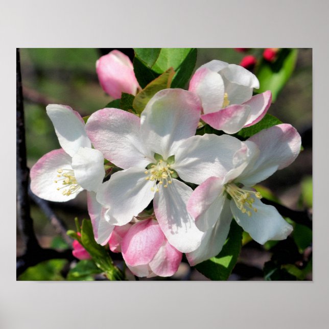 Poster Bonitas Flores de Maçã na Primavera em Close Up (Frente)
