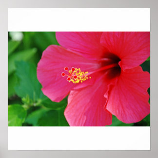 Pôster Bonito a rosa