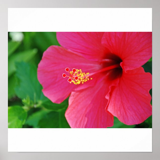 Pôster Bonito a rosa (Frente)