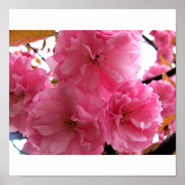 Pôster Bonito a rosa (Frente)