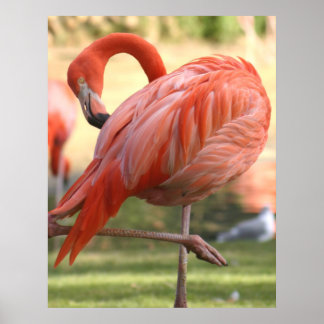 Poster Bonito a rosa